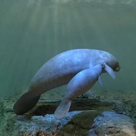 Wildlife in Civilization’s Image: A Review of Inanimate